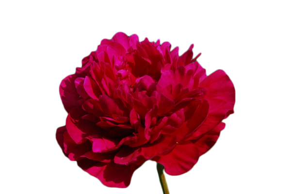 Пион Канзас 